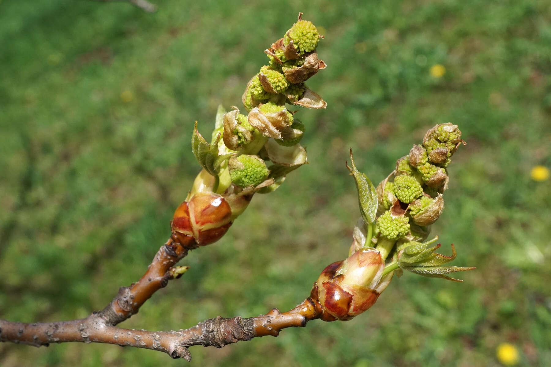 Image of American Sweetgum