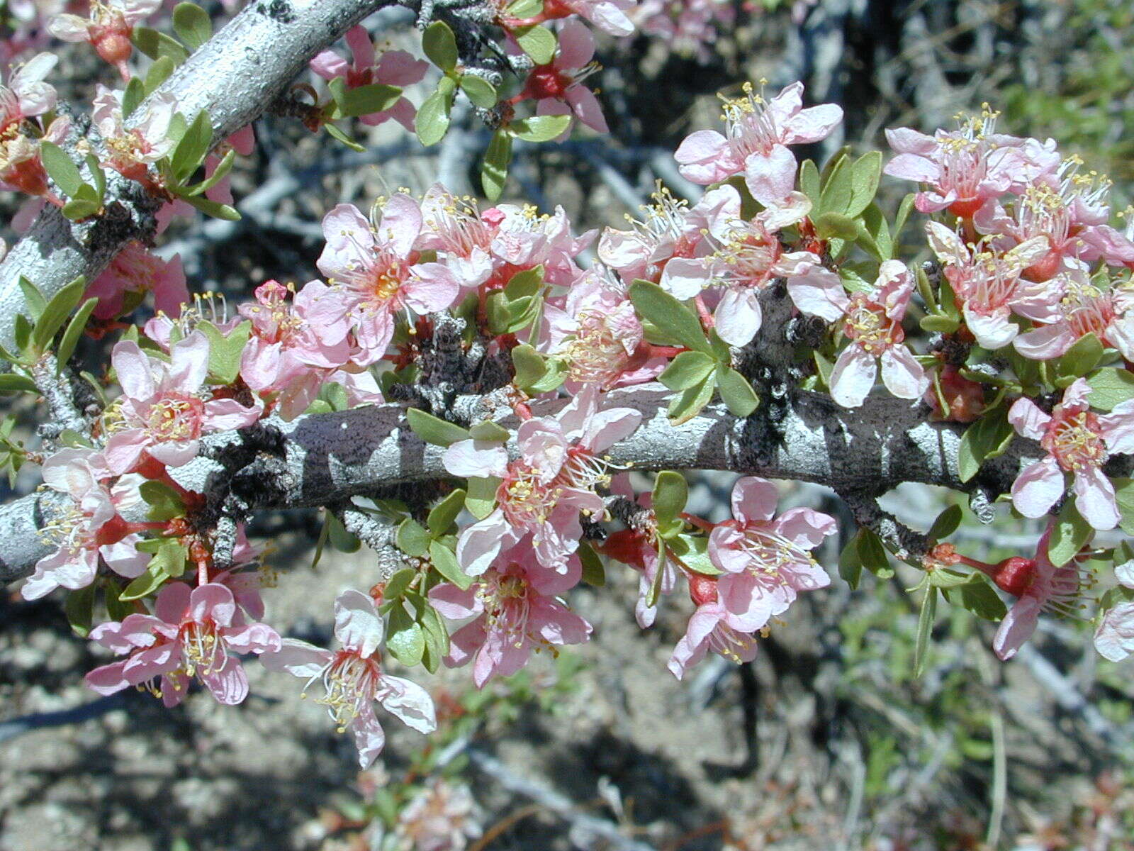 Image de Prunus andersonii Gray