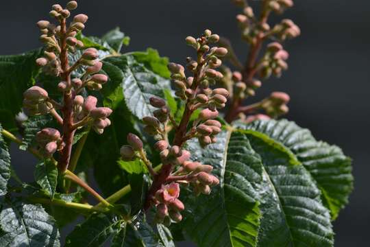 Image of red horse-chestnut