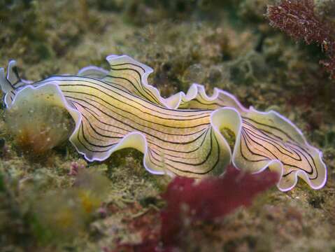 Image of candy striped flatworm