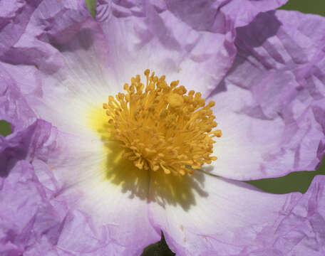 Image of Cistus creticus L.