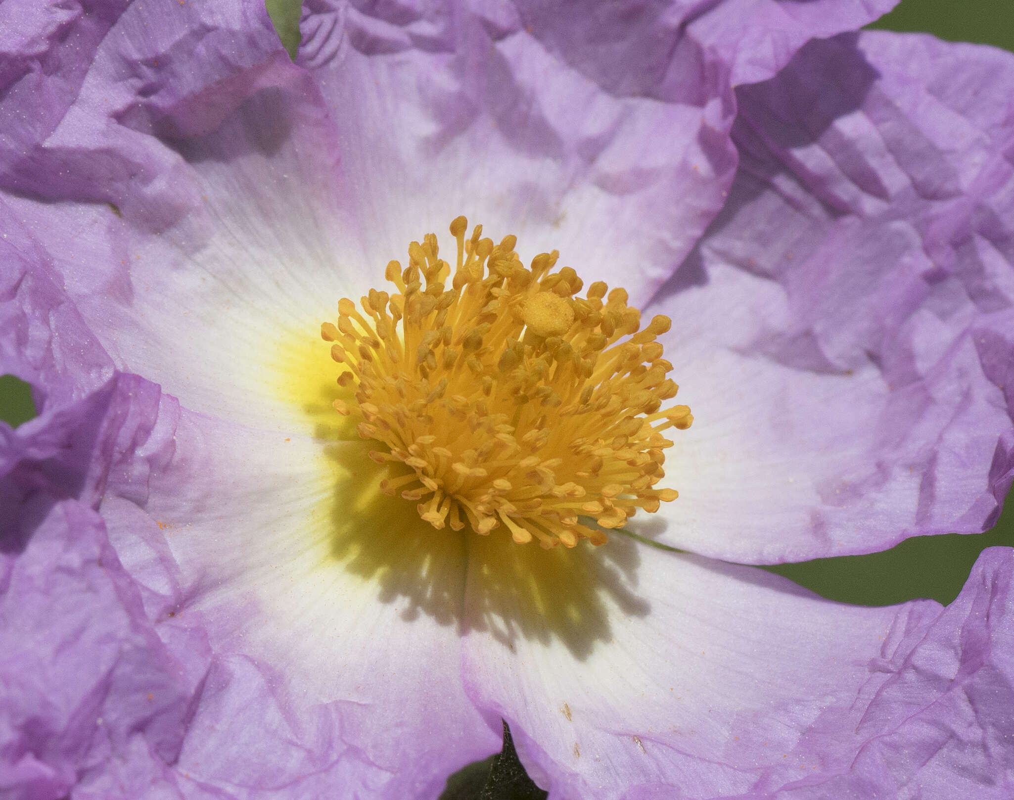 Image of Cistus creticus L.