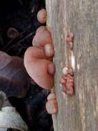 Image of ear fungus