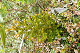 Imagem de Austrolycopodium fastigiatum (R. Br.) Holub