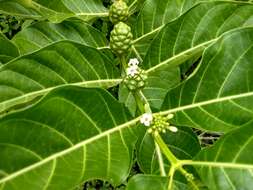 Image of Indian mulberry