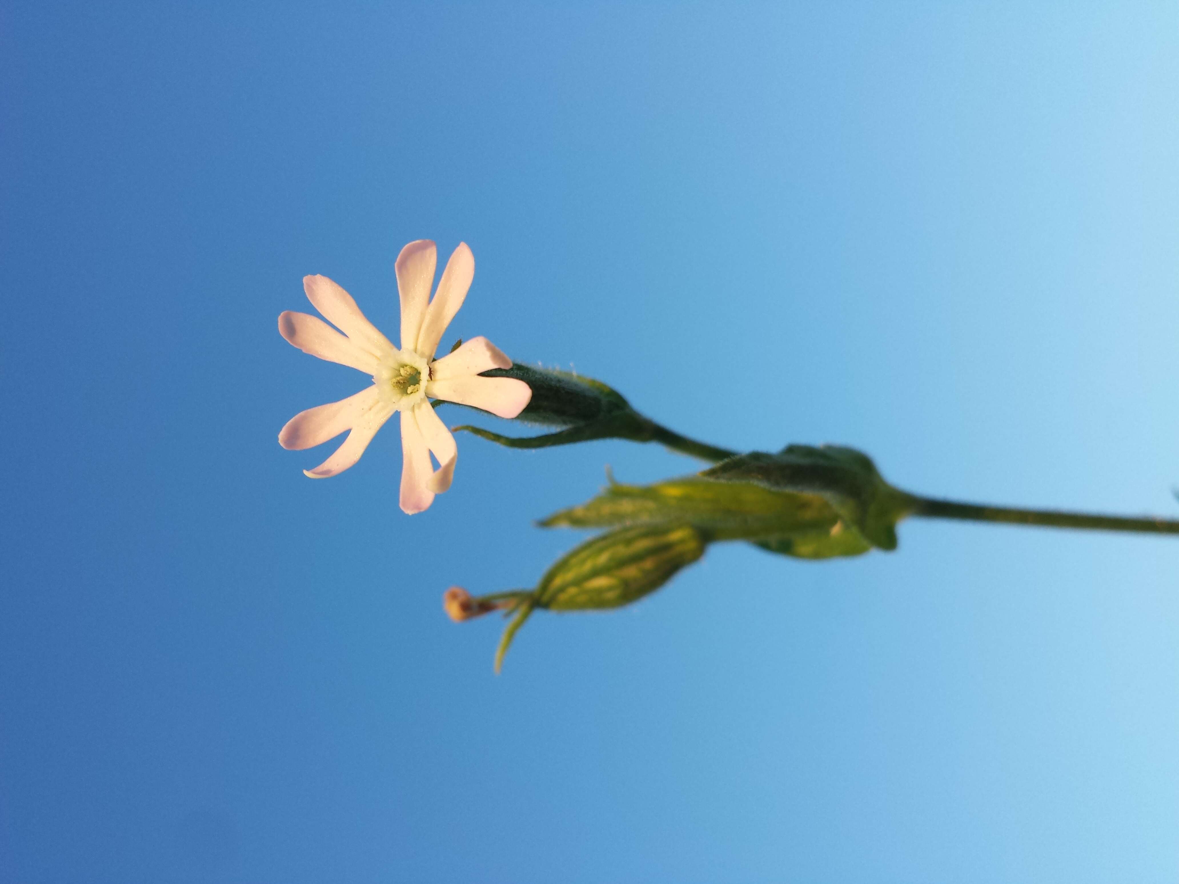 Image of night-flowering campion