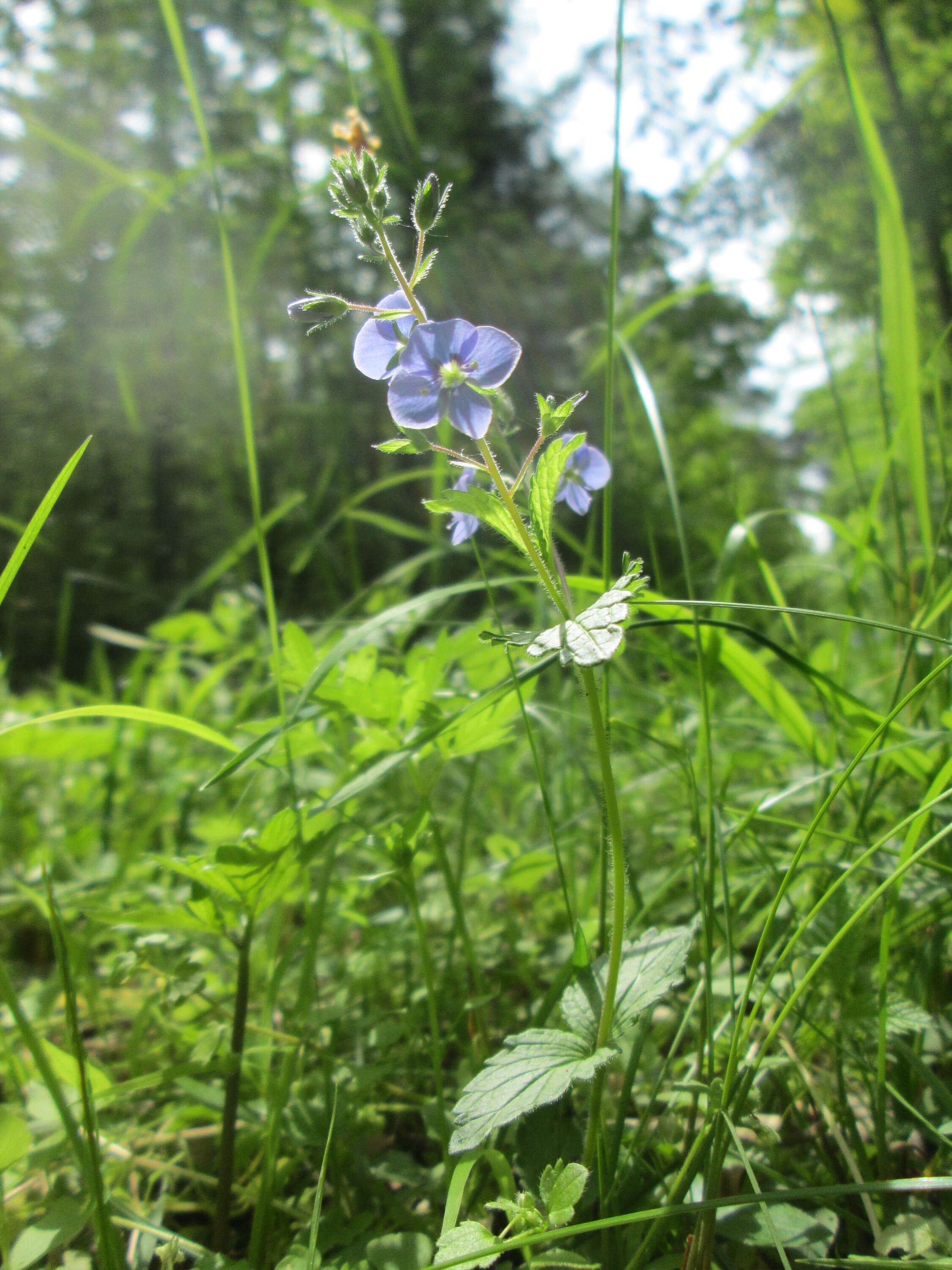 Image of bird's-eye speedwell