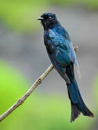 Image of Fork-tailed Drongo-Cuckoo