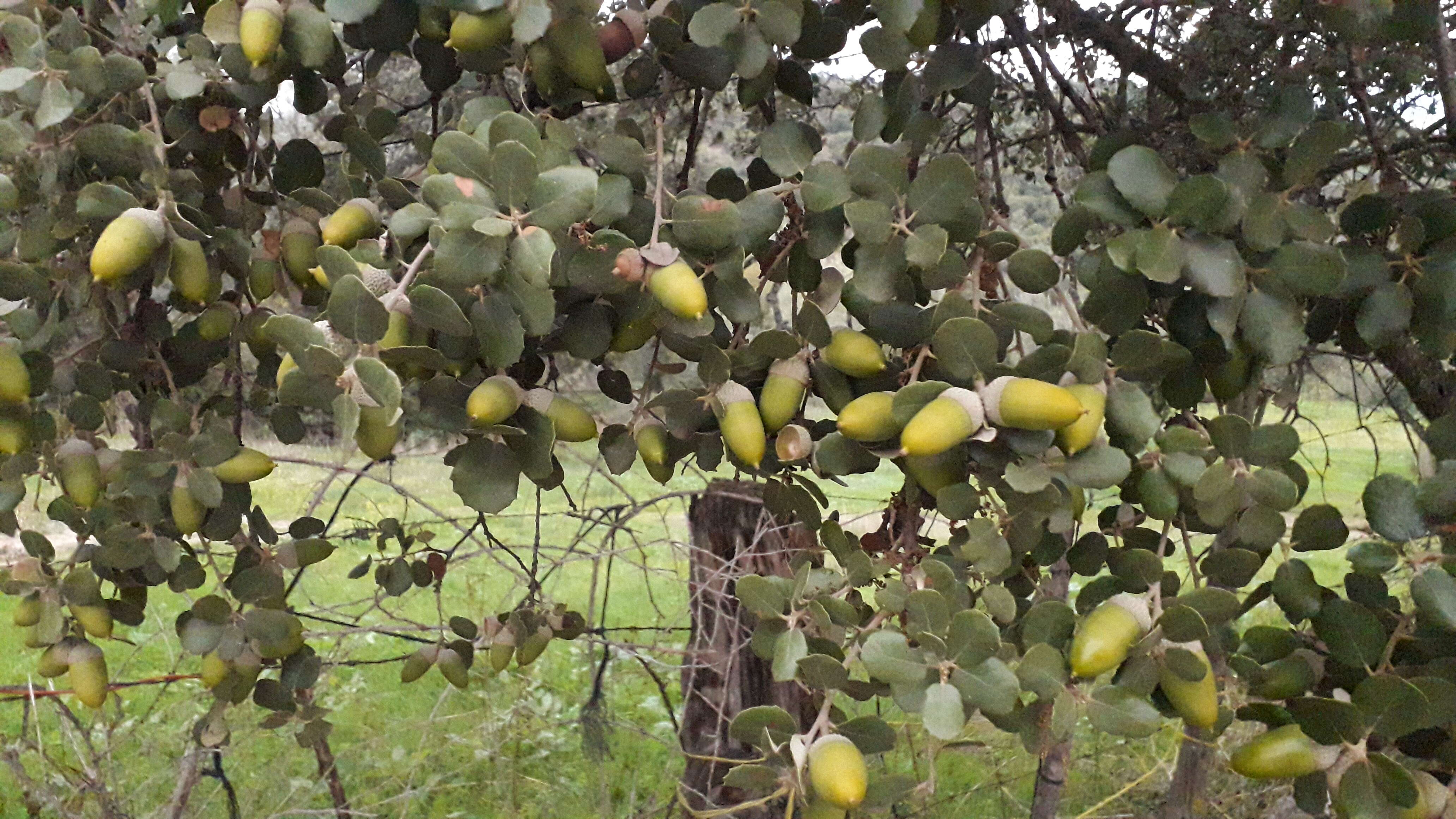 Image of Holm Oak