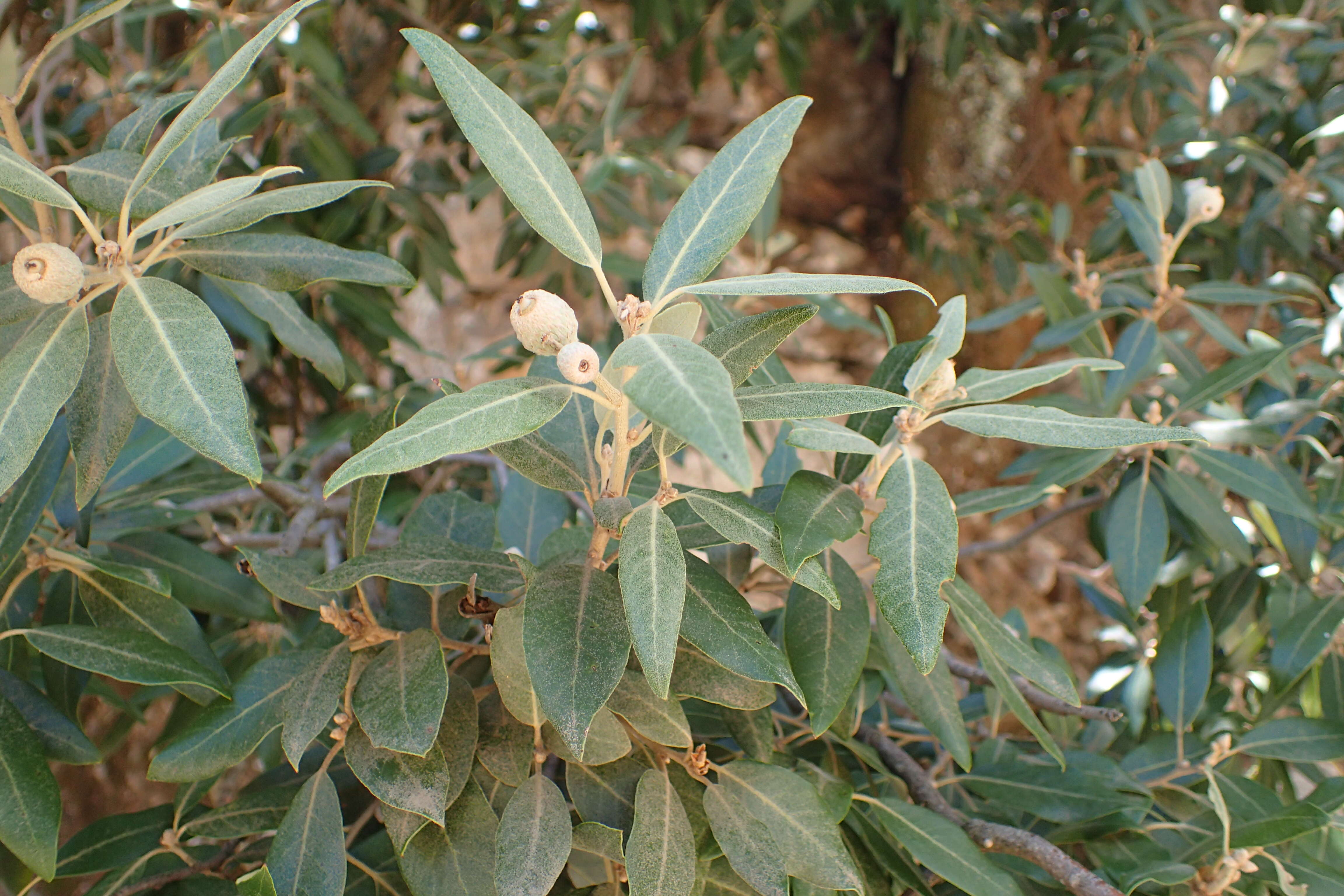 Image of Holm Oak