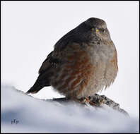 Image of Alpine Accentor