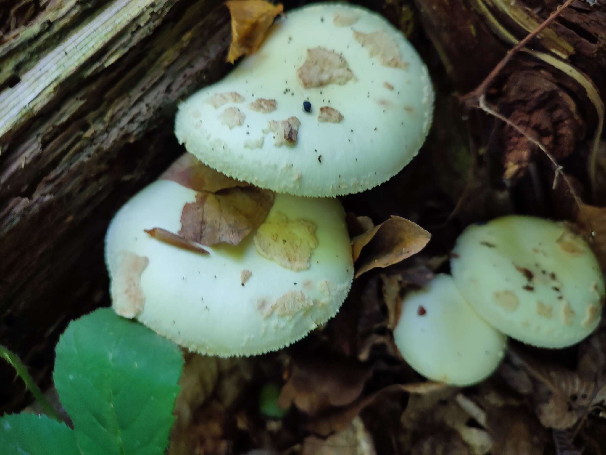 Image of False deathcap