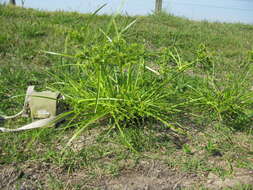 Image of Tall flatsedge