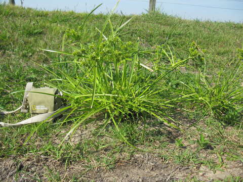 Image of Tall flatsedge