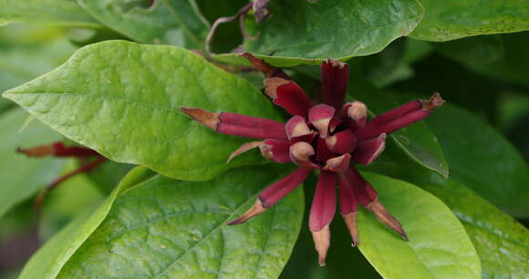 Image de Calycanthus floridus L.