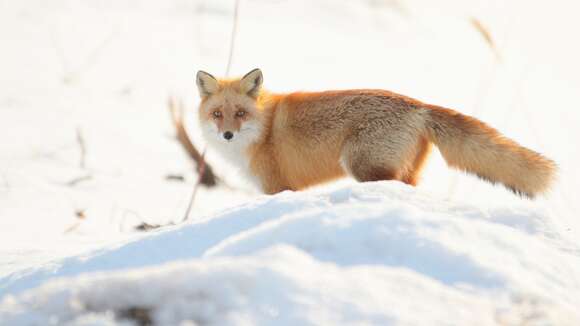 Imagem de Vulpes vulpes schrencki Kishida 1924