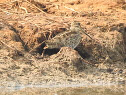 Image of Pin-tailed Snipe