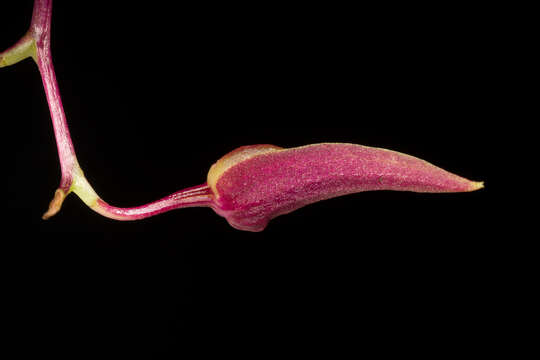 Image of Bulbophyllum callichroma Schltr.