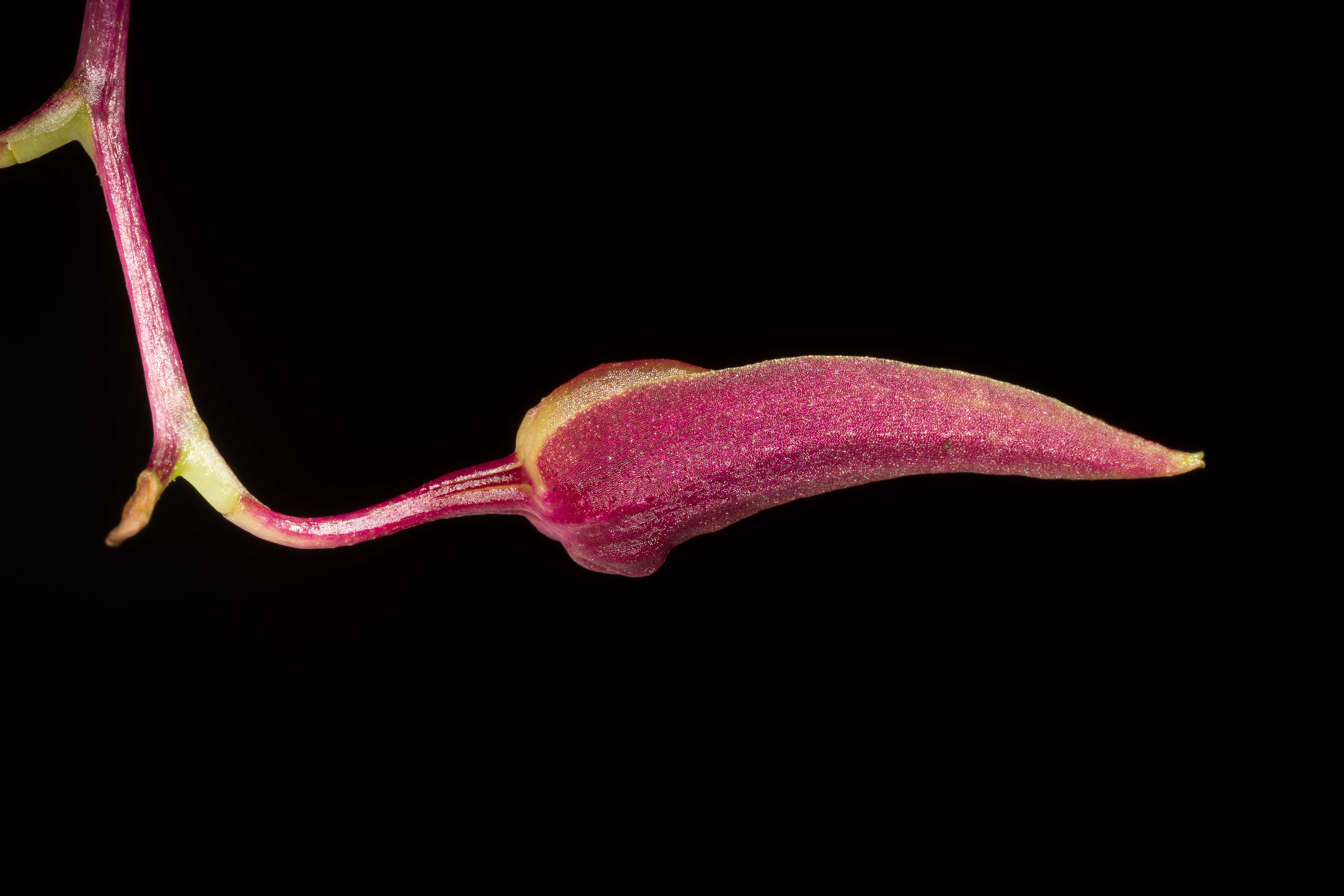 Bulbophyllum callichroma Schltr.的圖片