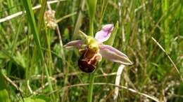 Image of Bee orchid