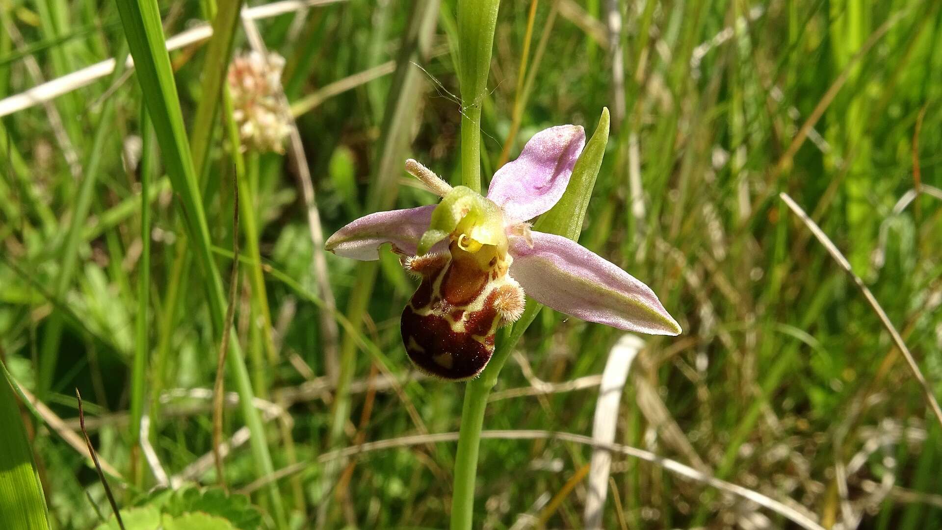 Image of Bee orchid