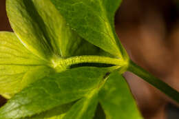 Image of Green Hellebore