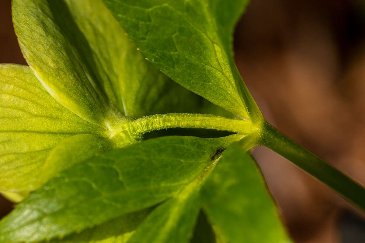 Image of Green Hellebore