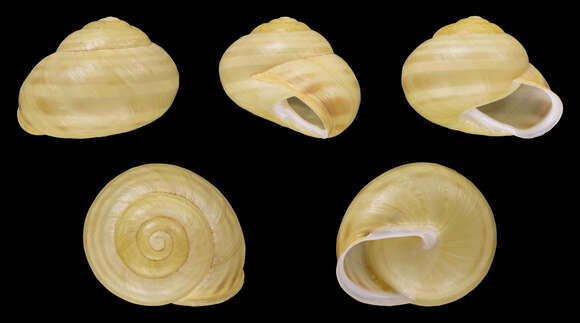 Image of White-lipped banded snail