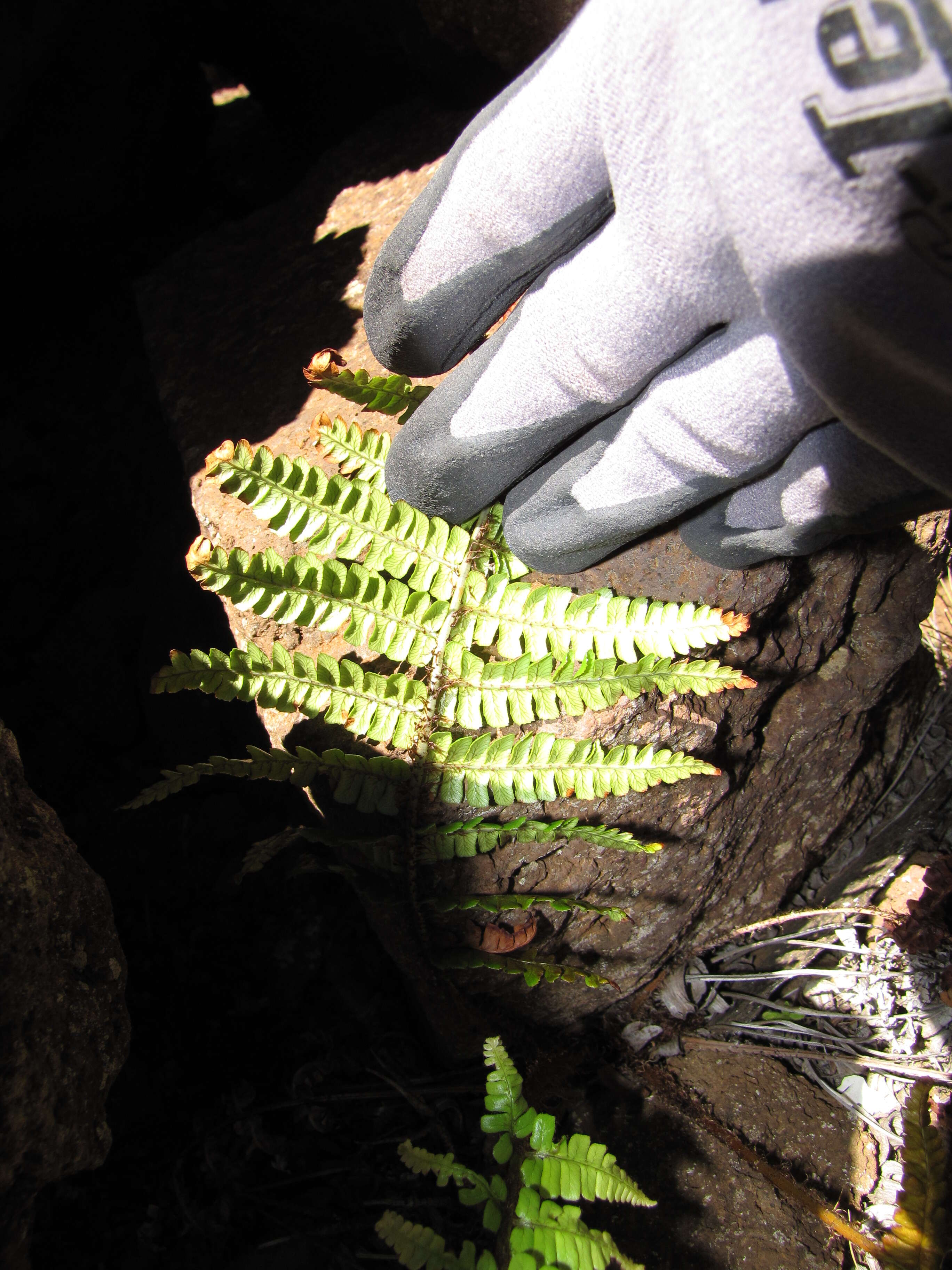 Image of alpine woodfern