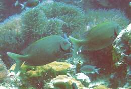 Image of Gold-spotted rabbitfish