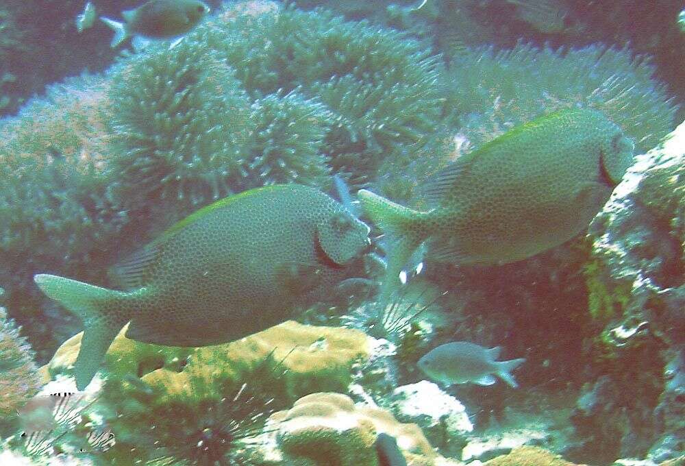 Image of Gold-spotted rabbitfish