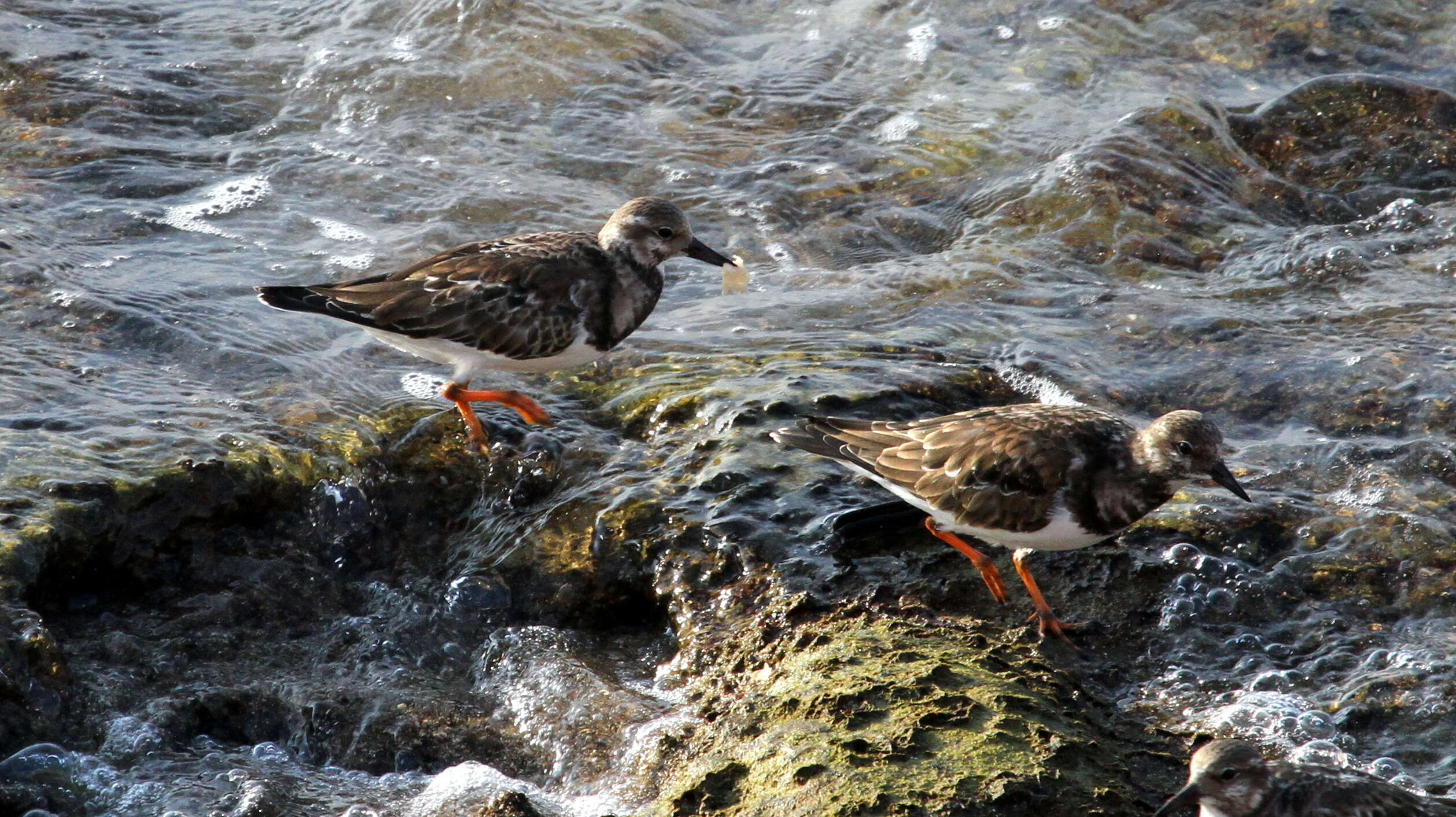 Image of Ruddy Turnstone