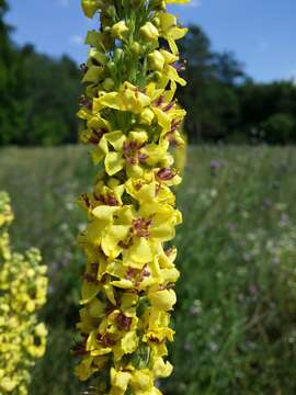 Verbascum nigrum L. resmi