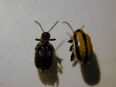 Image of Three-lined Potato Beetle