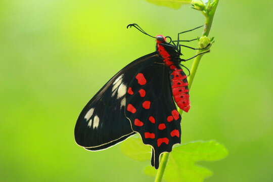 Image of Pachliopta hector (Linnaeus 1758)