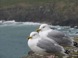 Image of European Herring Gull