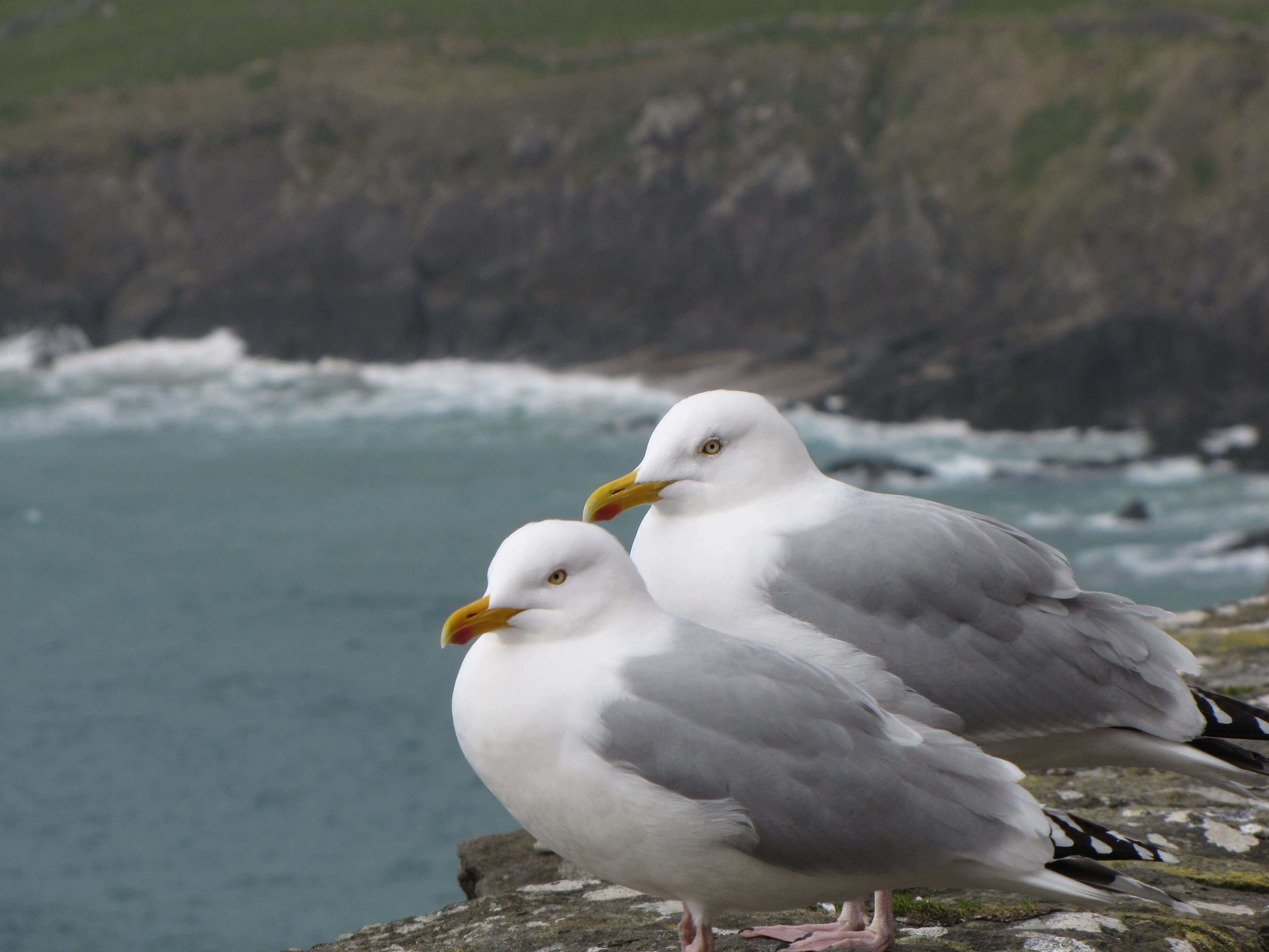 Image of European Herring Gull