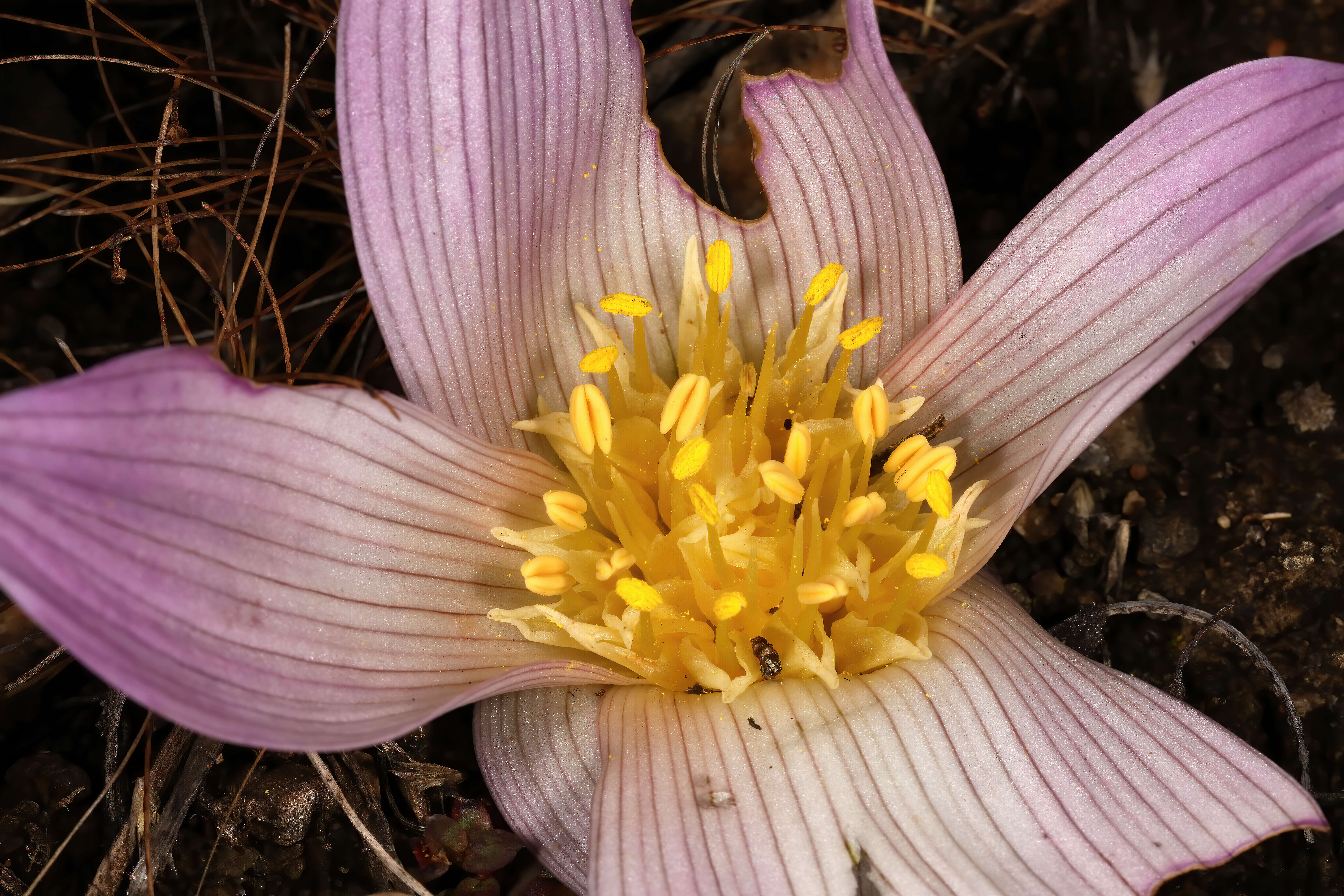 Image of Androcymbium melanthioides Willd.