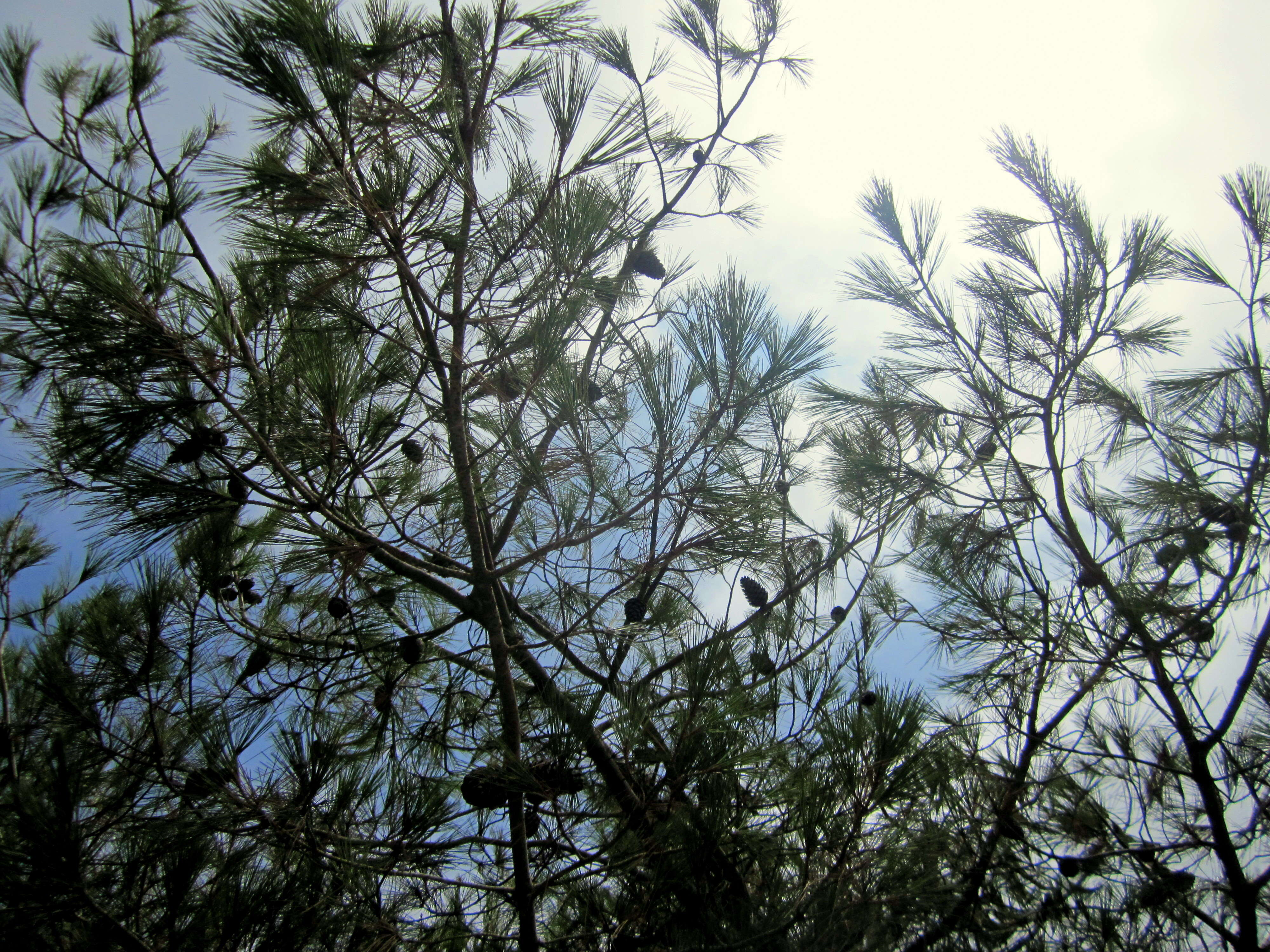 Image of Brutia Pine