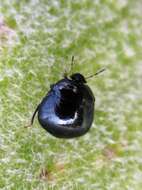 Image of Coptosoma scutellatum