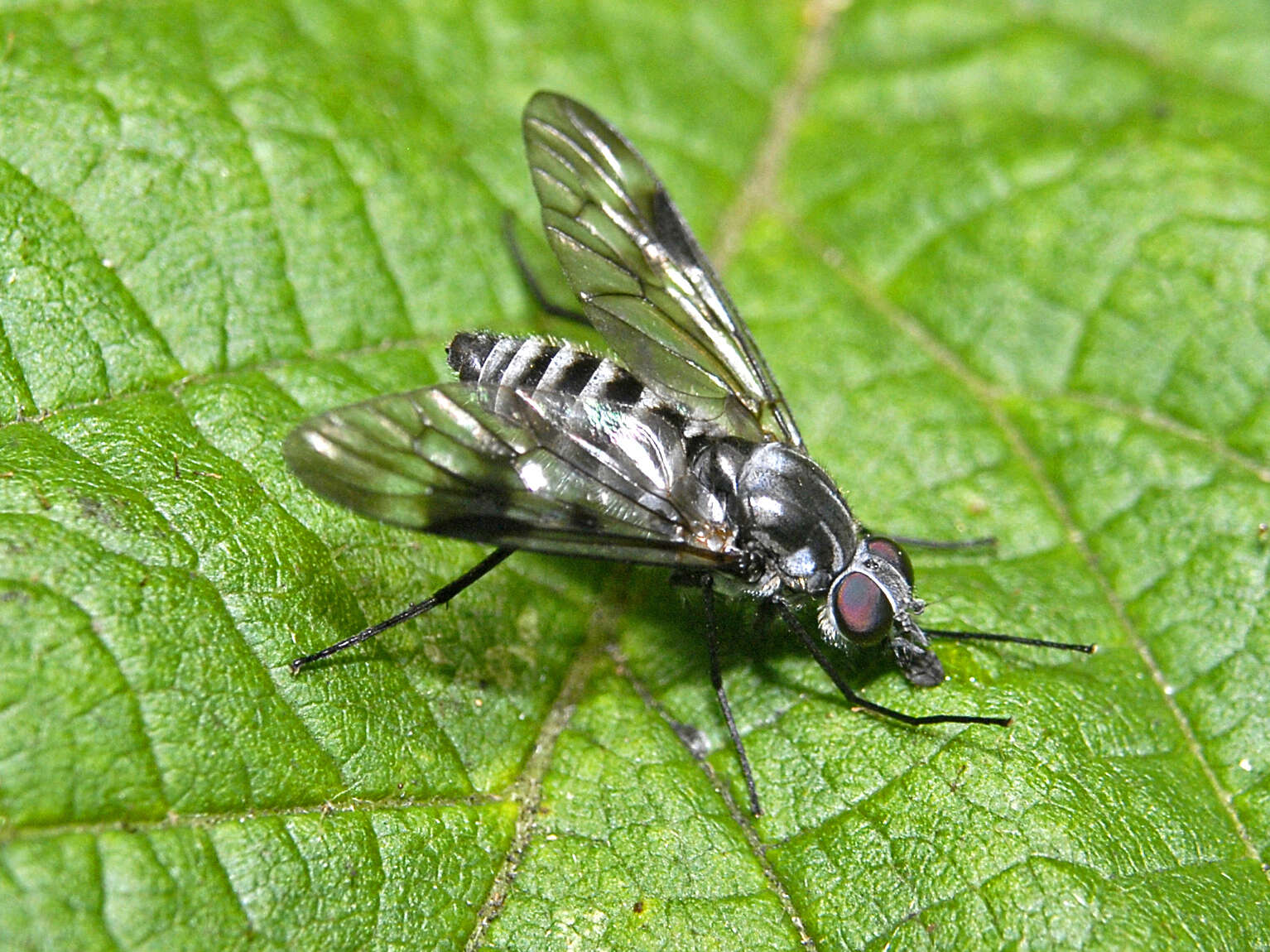 Image of Ibisia marginata