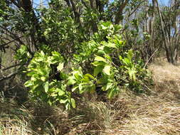 Image of Black wattle