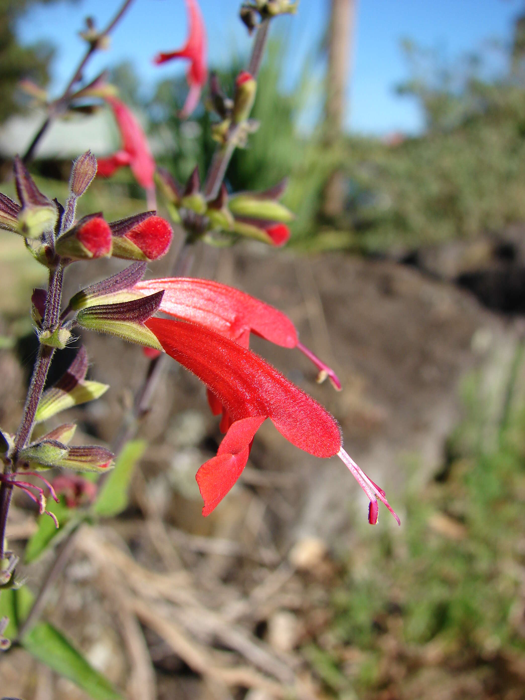 Image of Red sage