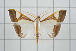 Agrioglypta eurytusalis Walker 1859 resmi