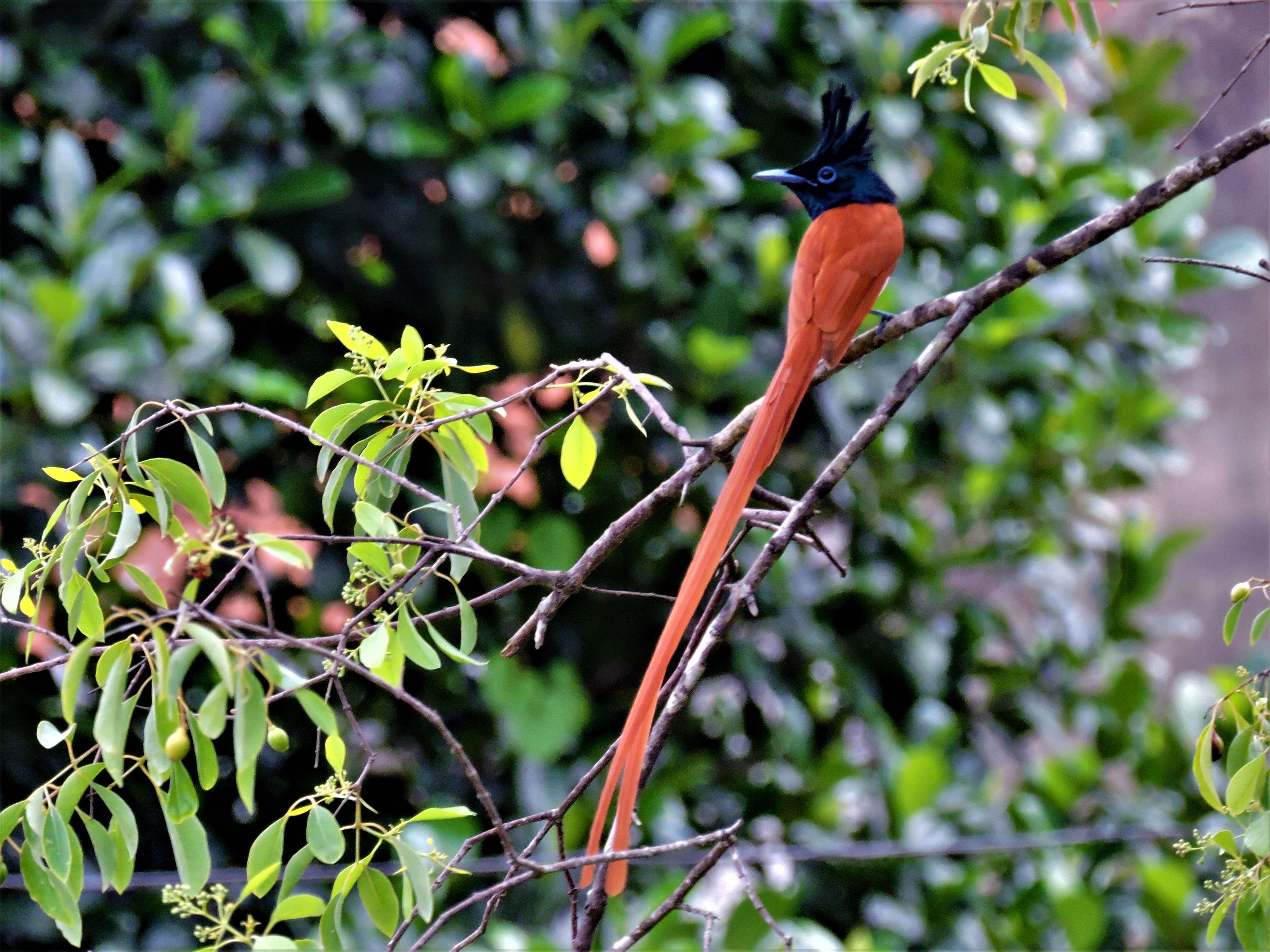 Image of Asian Paradise-Flycatcher