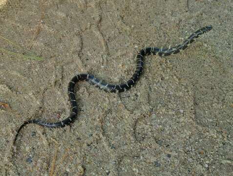 Слика од Lampropeltis getula (Linnaeus 1766)