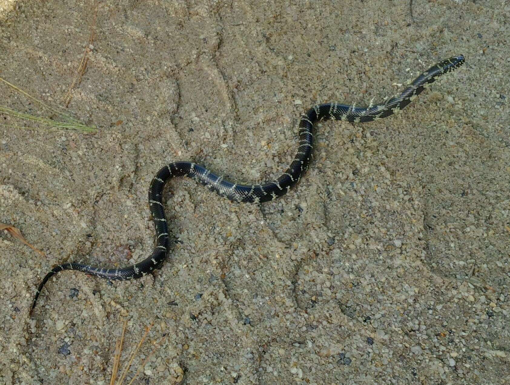 Слика од Lampropeltis getula (Linnaeus 1766)