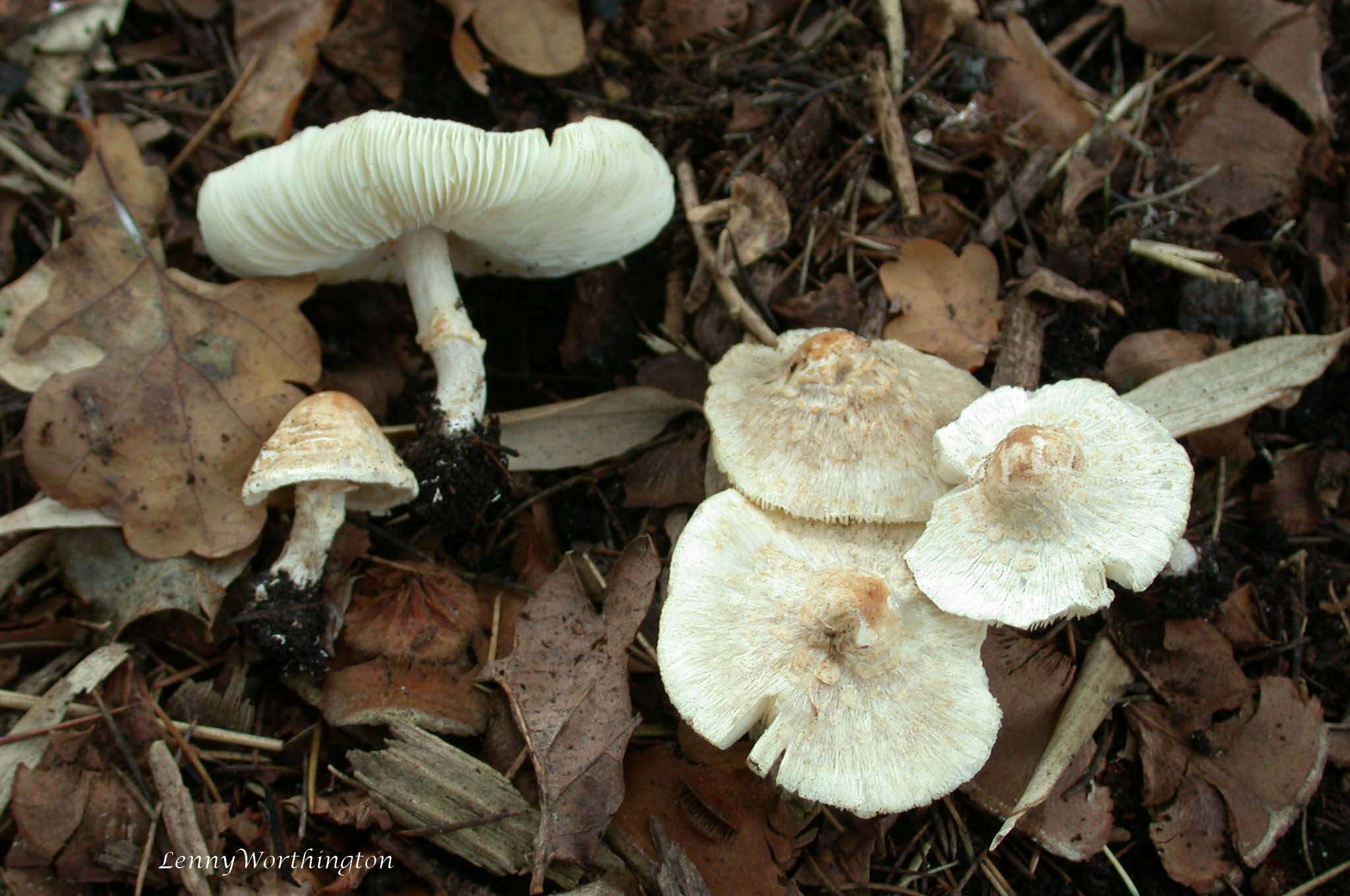 Слика од Lepiota cristata (Bolton) P. Kumm. 1871