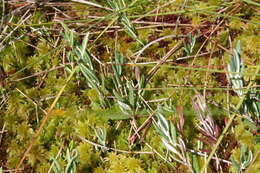 Image of bog rosemary