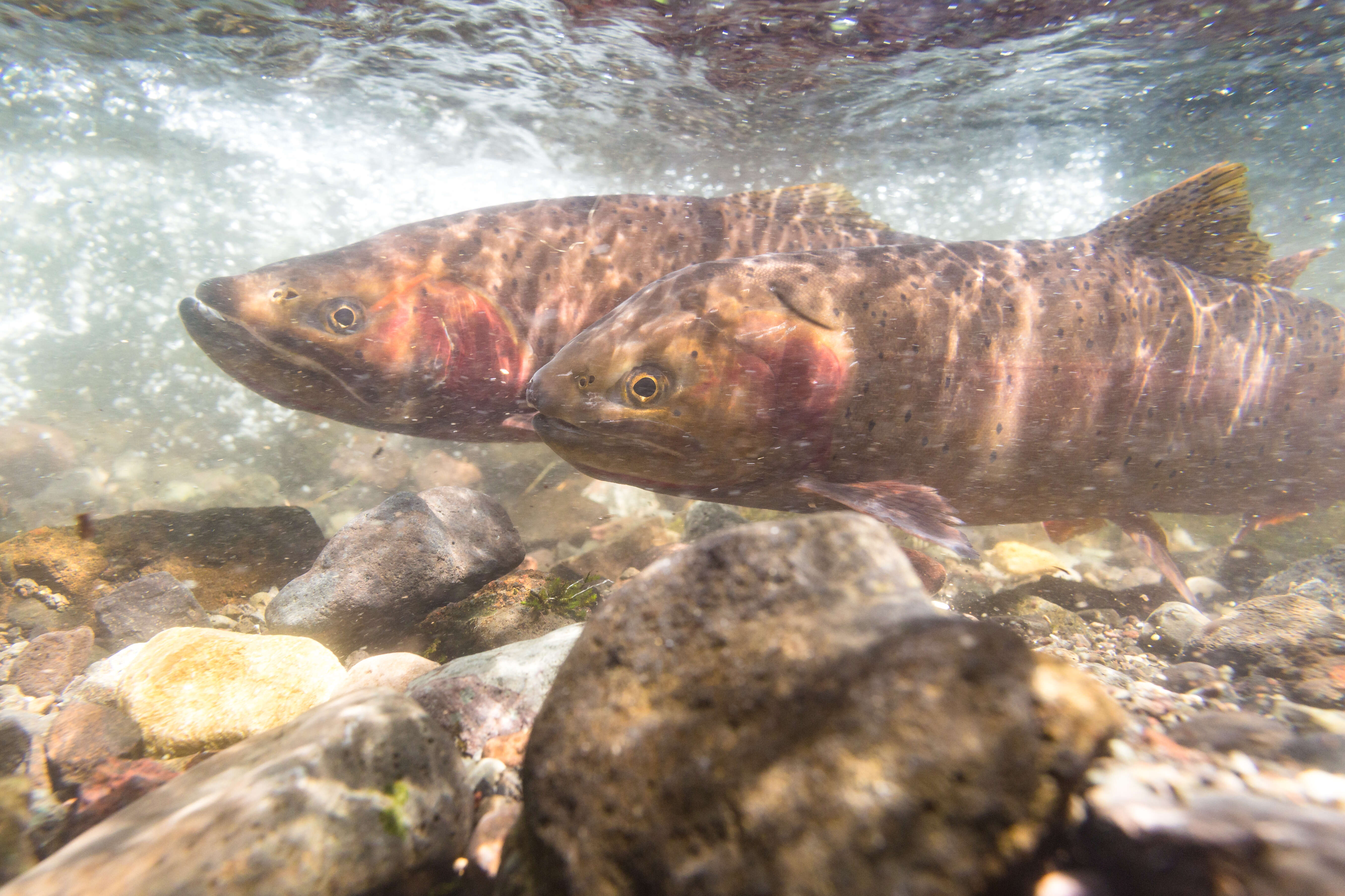 Image of Oncorhynchus clarkii bouvieri